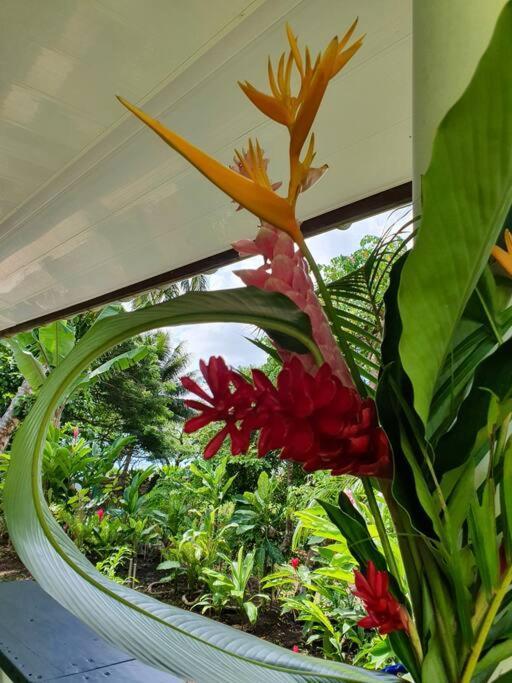 Raiatea, Opoa, Studio Du Fare Reve, Acces Mer Privatif Dış mekan fotoğraf